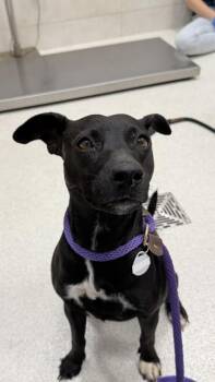 Gamora -  Australian Kelpie and Mixed Breed Dog for Adoption in Honolulu, Hawaii - Gamora | PetCurious
