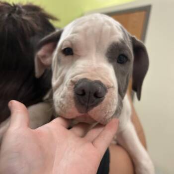 Pit Bull Terrier Dogs Available for Adoption in Lynchburg, Virginia - H-Town | PetCurious