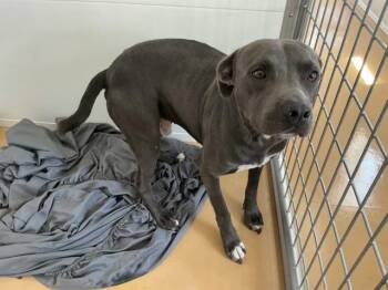 OLLIE BLUE -  Pit Bull Terrier Dog Available for Adoption in San Bernardino, California - OLLIE BLUE | PetCurious