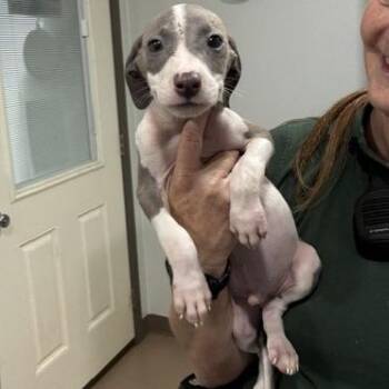 Trouble -  Whippet and Mixed Breed Dog for Adoption in Buchanan Dam, Texas - Trouble | PetCurious