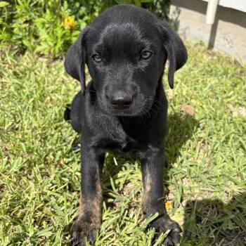 Bear -  Belgian Shepherd Malinois and Labrador Retriever Dog Available for Adoption in Harlingen, Texas - Bear | PetCurious