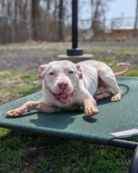 Pit Bull Terrier and Mixed Breed Dogs Available for Adoption in Hamilton Township, New Jersey - Gridley | PetCurious