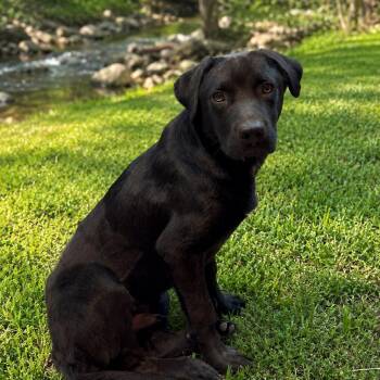Moses -  Labrador Retriever and Black Mouth Cur Dog for Adoption in Atlanta, Texas - Moses | PetCurious
