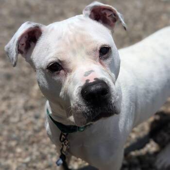Mixed Breed Dogs Available for Adoption in West Olive, Michigan - Snowi | PetCurious