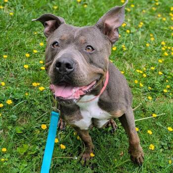 Maci Montana -  Pit Bull Terrier Dog for Adoption in Baltimore, Maryland - Maci Montana | PetCurious