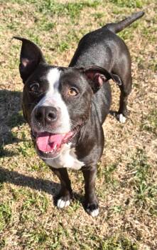 American Staffordshire Terrier Dogs Available for Adoption - Nova | PetCurious