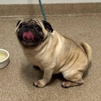 Gremlin -  Pug Dog for Adoption in League City, Texas - Gremlin | PetCurious