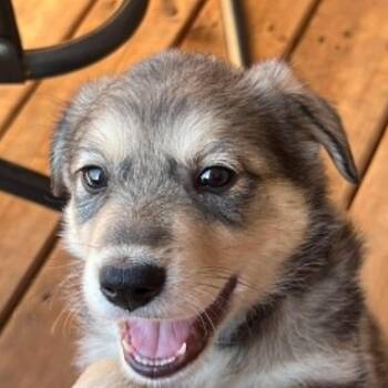 Oakley (20260602-07) -  Husky and Shepherd Dog Available for Adoption in Niagara Falls, Ontario - Oakley (20260602-07) | PetCurious
