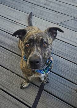 Sierra -  Pit Bull Terrier and Australian Cattle Dog Blue Heeler Dog for Adoption in Roseville, California - Sierra | PetCurious