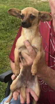 Chihuahua Dogs Available for Adoption in Mobile, Alabama - Tink | PetCurious