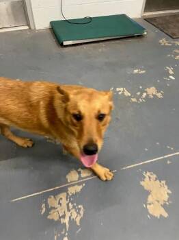 Brawny -  Mixed Breed Dog for Adoption in Mustang, Oklahoma - Brawny | PetCurious