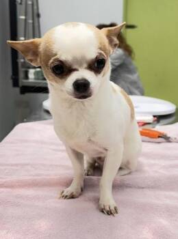 Chihuahua and Mixed Breed Dogs Available for Adoption - Almond Joy - 2 | PetCurious
