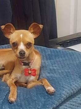 Chihuahua Dogs Available for Adoption in Covington, Washington - Dream | PetCurious