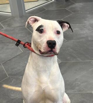 Casper -  Pit Bull Terrier Dog for Adoption in La Grange, Kentucky - Casper | PetCurious