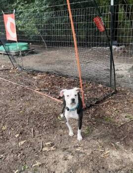 Ollie -  Mixed Breed Dog for Adoption in King William, Virginia - Ollie | PetCurious