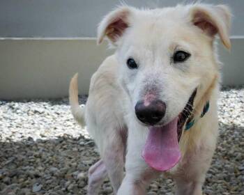 Balder aka Houston -  Labrador Retriever Dog for Adoption in North Reading, Massachusetts - Balder Aka Houston | PetCurious