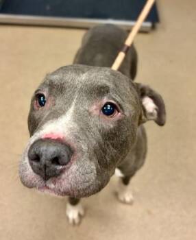 Chadwick -  Mixed Breed Dog for Adoption in Chamblee, Georgia - Chadwick | PetCurious