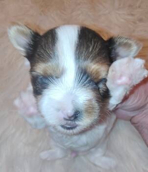 Bandit -  Yorkshire Terrier Dog for Sale in Tool, Texas - Bandit | PetCurious