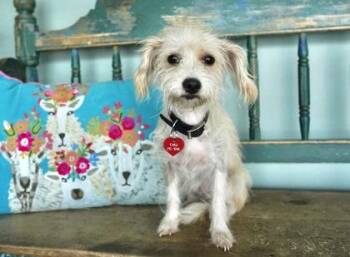Sydney -  Yorkshire Terrier and Dachshund Dog for Adoption in San Antonio, Texas - Sydney | PetCurious