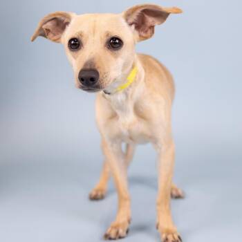 Chihuahua Dogs Available for Adoption in Portland, Oregon - Wrecker | PetCurious