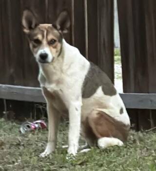 Mixed Breed Dogs Available for Adoption in Dallas, Texas - MARLON | PetCurious