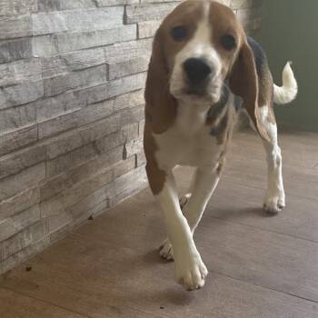6284 -  Beagle Dog for Adoption in Loxahatchee Groves, Florida - 6284 | PetCurious