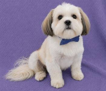 Mr. Wiggles -  Shih Tzu Dog for Adoption in Lodi, California - Mr. Wiggles | PetCurious