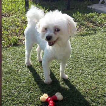 Madison -  Maltese Dog for Adoption in Miromar Lakes, Florida - Madison | PetCurious