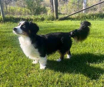 Dachshund Dogs Available for Adoption in Whitewater, Wisconsin - Buba | PetCurious