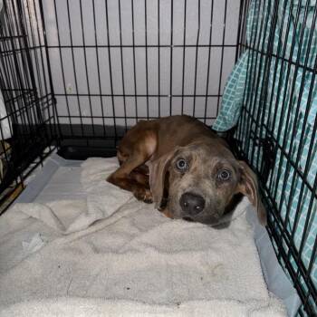 Mixed Breed Dogs Available for Adoption - Wilbert | PetCurious