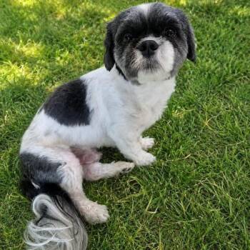 Lil Coco -  Shih Tzu Dog for Adoption in Houston, Texas - Lil Coco | PetCurious