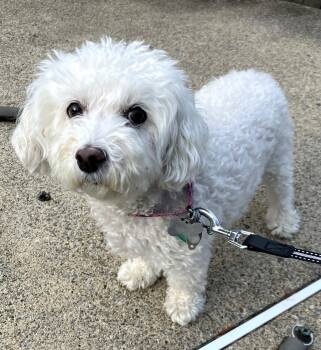 Rescue Bichon Frise Dogs for Adoption in Newton, New Jersey - Angel | PetCurious
