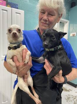 Chihuahua Dogs Available for Adoption - Hector And Frankie | PetCurious