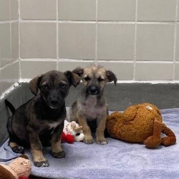Tootsie Roll -  Terrier Dog for Adoption in Long Beach, California - Tootsie Roll | PetCurious
