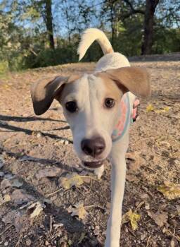 Strawberry Shortcake -  Labrador Retriever Dog for Adoption - Strawberry Shortcake | PetCurious