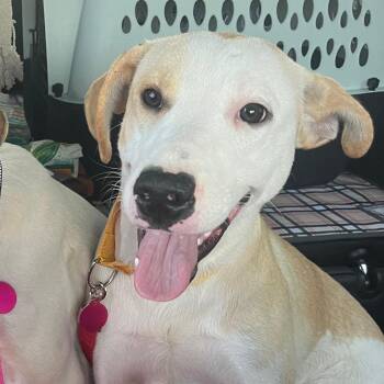 Tilly -  Mixed Breed Dog for Adoption in Merritt Island, Florida - Tilly | PetCurious