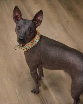 Cookie -  Xoloitzcuintli Mexican Hairless Dog for Adoption in Warrenville, South Carolina - Cookie | PetCurious
