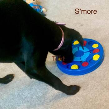 Smore -  Labrador Retriever and Mixed Breed Dog for Adoption in Cincinnati, Ohio - Smore | PetCurious