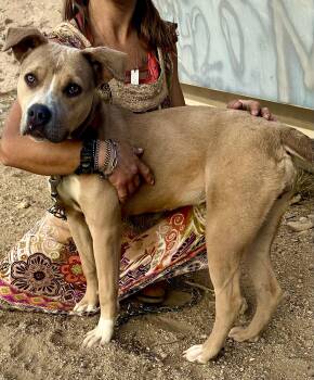 Rescue Pit Bull Terrier Dogs for Adoption in Ventura, California - Dandie | PetCurious