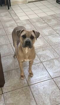 Rescue Bullmastiff and Boxer Dogs for Adoption in Palmdale, California - CHAI | PetCurious