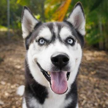 Comet -  Siberian Husky and Mixed Breed Dog for Adoption in Largo, Florida - Comet | PetCurious