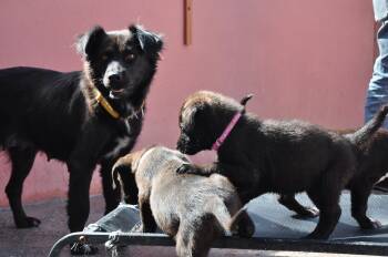Paulina -  Mixed Breed Dog for Adoption in Rollingwood, Texas - Paulina | PetCurious