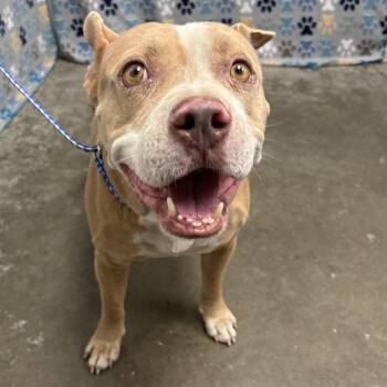 HARVEY -  American Bulldog and Mixed Breed Dog for Adoption in Rosenberg, Texas - HARVEY | PetCurious