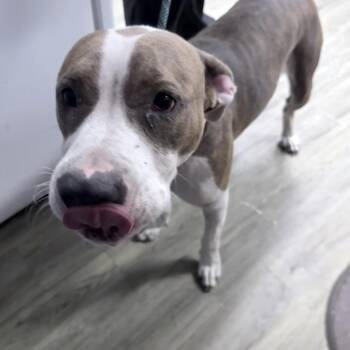 Lionel -  Mixed Breed Dog for Adoption in Summerville, South Carolina - Lionel | PetCurious