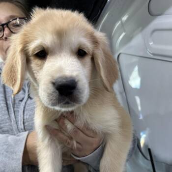 Thomas -  Golden Retriever and Great Pyrenees Dog for Adoption in Wadena, Minnesota - Thomas | PetCurious