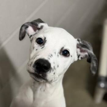 Splotch -  Dalmatian Dog for Adoption in Sacramento, California - Splotch | PetCurious