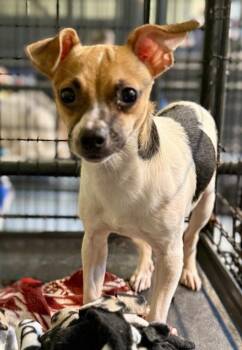 Boyd -  Chihuahua Dog for Adoption in Muskegon, Michigan - Boyd | PetCurious
