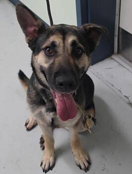 Luca -  German Shepherd Dog and Mixed Breed Dog for Adoption in Savannah, Georgia - Luca | PetCurious