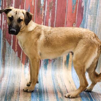 Shepherd and Boxer Dogs Available for Adoption in Casa Grande, Arizona - Remo | PetCurious