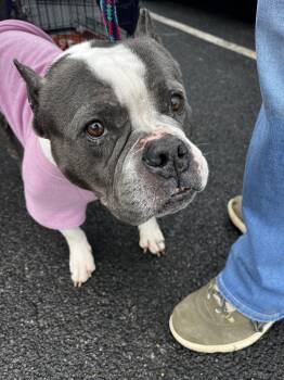 American Bully Dogs Available for Adoption - Greta | PetCurious